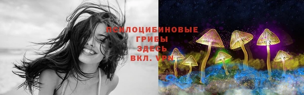 ПСИЛОЦИБИНОВЫЕ ГРИБЫ Горно-Алтайск